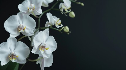 Naklejka na ściany i meble Elegant White Orchids Cinematic shots of elegant white orchids showcasing the timeless beauty and graceful allure of these sophAI generated illustration