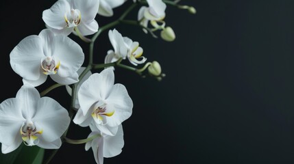 Obraz premium Elegant White Orchids Cinematic shots of elegant white orchids showcasing the timeless beauty and graceful allure of these sophAI generated illustration