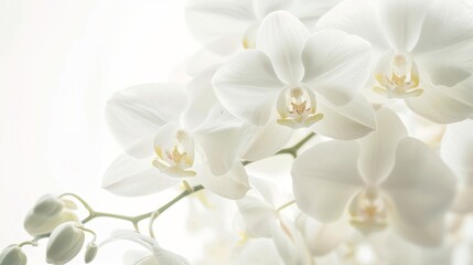 Fototapeta na wymiar Elegant White Orchids Cinematic shots of elegant white orchids showcasing the timeless beauty and graceful allure of these soph AI generated illustration