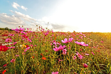 Detail of the cosmos flower on sunset