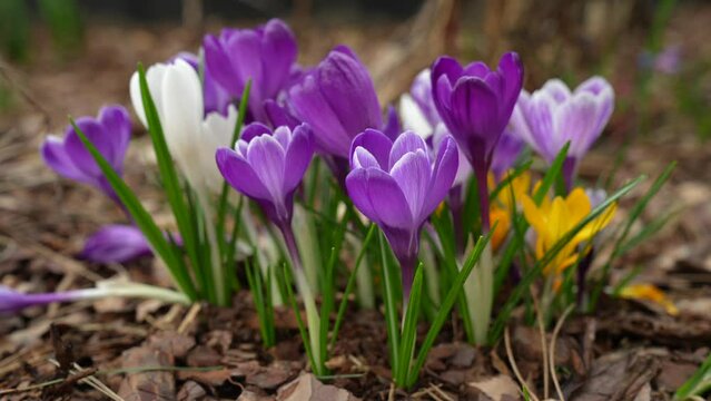 Crocuses, Crocus sativus, group of early bloomers in a flower bed, Genthin, Jerichower Land, Germany, Europe