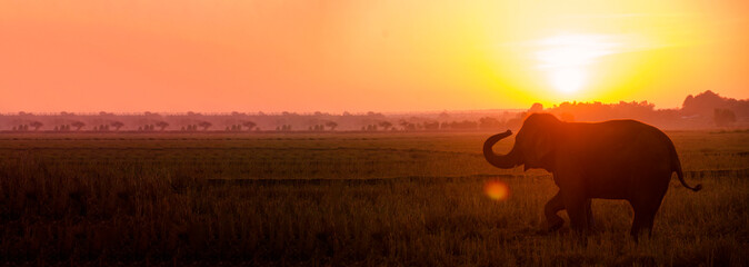 Banner Wildlife Silhouette Elephant Sunset amazing landscape. Web template elephant on sunset wild...