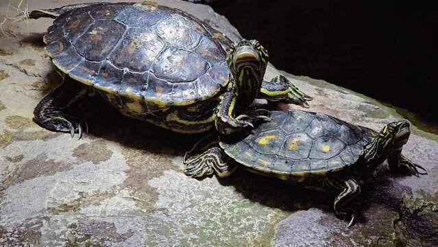 Two turtles resting behind each other slowly moving