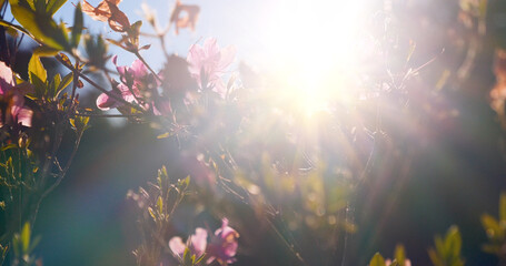 Sunny flower floral soft nature sunbeam blossom blurred background. Sunbeam shining through Pastel...