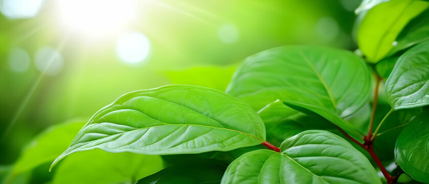 Natural green leaves plants at summer, spring background cover page greenery environment ecology wallpaper