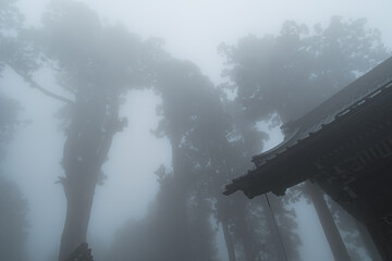 神秘的な山の霧