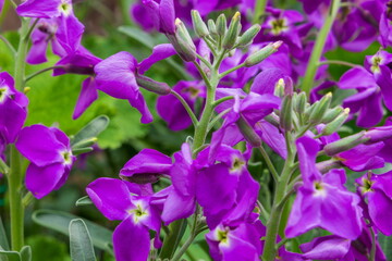 春の花壇に咲く紫色の花