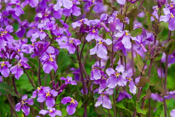 春の日差しを浴びて咲く紫色の花・ムラサキハナナ