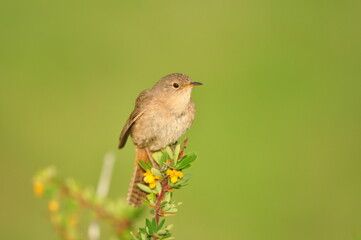 mall bird resembling the nightingale