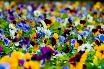 colorful flowers in the garden