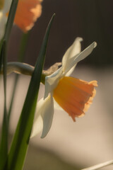 yellow daffodils, closeup