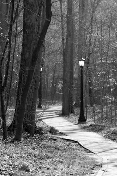 pathway in the woods, black and white