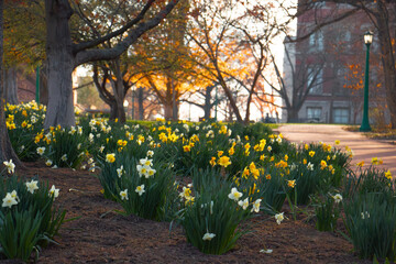 daffodils in the park