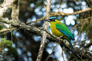 Amazonian motmot (Momotus momota)