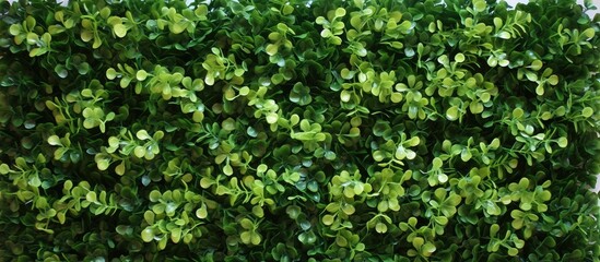 Detailed view of a dense boxwood shrubbery showing lush green leaves, creating a neat and natural boundary