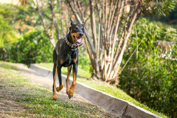 dog playing with ball