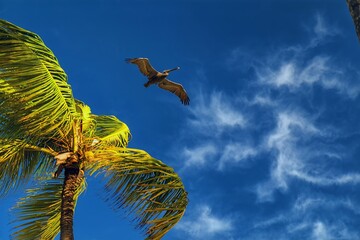 A pelican flies over a palm tree against a blue sky.
