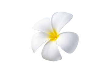 Blooming phumelia or Champa flower isolated with clipping path on white background