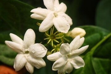 white orchid in the garden