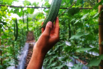 Farmer takes care of organic kisek vegetables and cucumbers in a small greenhouse.