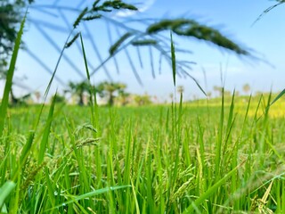 Green rice plant, yellow rice plant, rice stalks and ears of rice in the field. Organic agriculture.