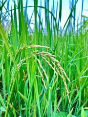 Green rice plant, yellow rice plant, rice stalks and ears of rice in the field. Organic agriculture.