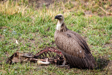 Vulture eating its prey in Botswana, Africa