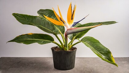 Strelitzia Nicolai potted plant shot in studio with white background 