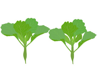 Kale in hand on white background.