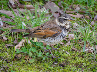 草むらで遊ぶツグミ