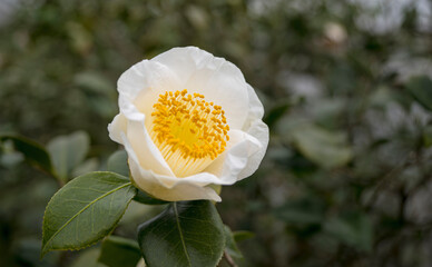 美しい椿の花　窓の月