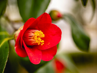 公園に咲く真っ赤な椿