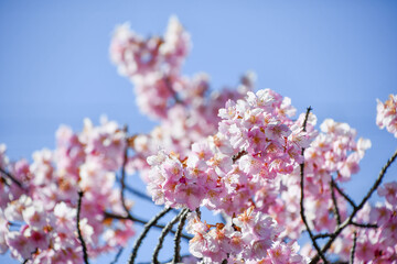 京都 淀水路の河津桜	