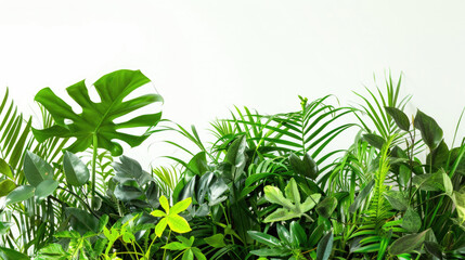 Fototapeta na wymiar Indoor garden arrangement of lush tropical plants with green leaves on white backdrop