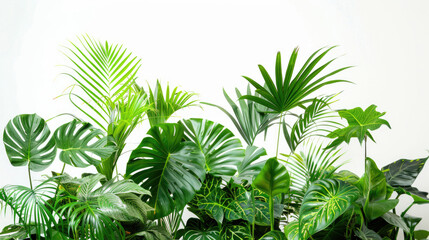 Fototapeta na wymiar Indoor garden arrangement of lush tropical plants with green leaves on white backdrop