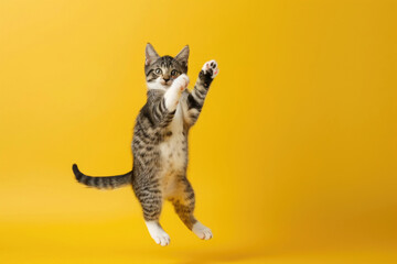 A playful cat jumping in the air on a yellow background