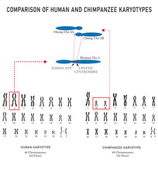 Differentiation between human and chimpanzee karyotypes isolated on background.	
