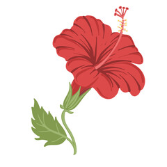 vector drawing red hibiscus flower with green leaf isolated at white background, hand drawn illustration