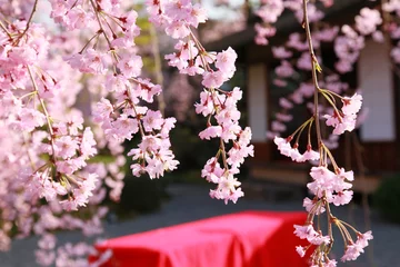 Fotobehang 桜の風景、京都の町 © 賢二 赤木