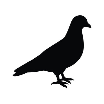 silhouette of a pigeon on white