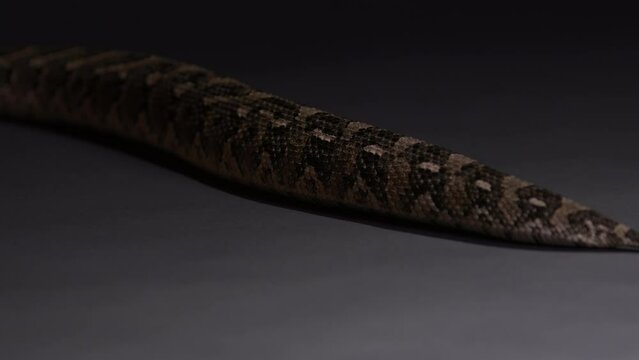 Puff Adder snake moving along floor - close up on tail moving