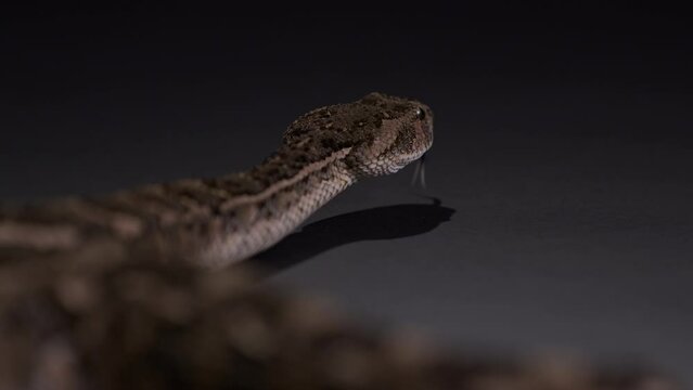 Puff Adder snake exploring dark gray surface - from behind - documentary dangerous animals