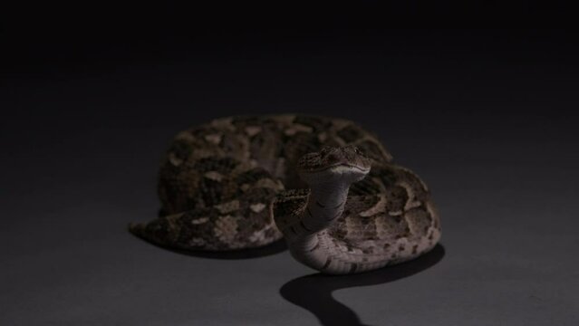 Snake Puff Adder looking towards camera sticking out tongue - wide shot on black background