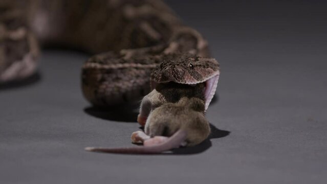 Puff Adder snake eating prey mouse - medium shot