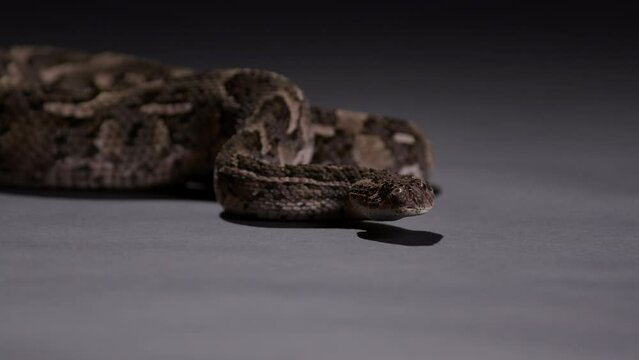 Puff adder snake turns to look towards camera while on ground at night