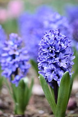 Fototapeta premium Bathed in the warm glow of spring, blue-purple hyacinths stand tall in a garden, their vibrant hues and sweet fragrance evoking a sense of hope and new beginnings.