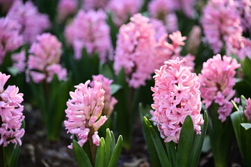 Bathed in the warm glow of spring, pink hyacinths in full bloom symbolize hope and new beginnings,...