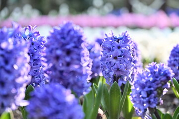 Spring blooms in a close-up! Fragrant hyacinths, symbols of hope, stand out among pink and white tulips.