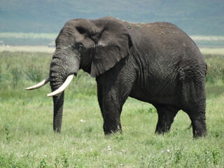 Closeup image of a free roaming elephant in the Ngorongoro Crater, Tanzania