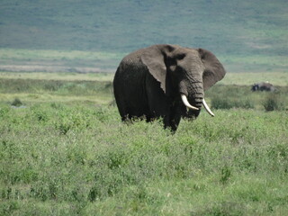 Closeup image of a free roaming elephant in the Ngorongoro Crater, Tanzania